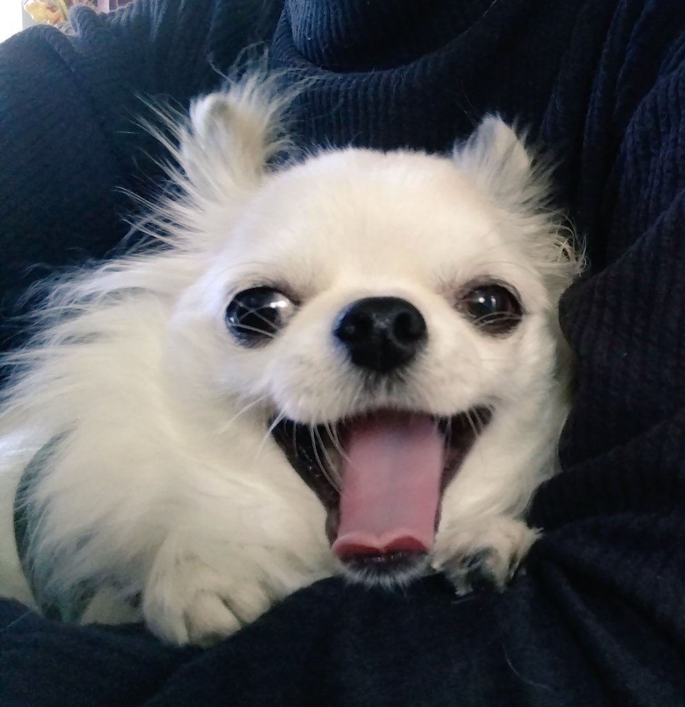 きなこ (@kina0531) / Posts / X