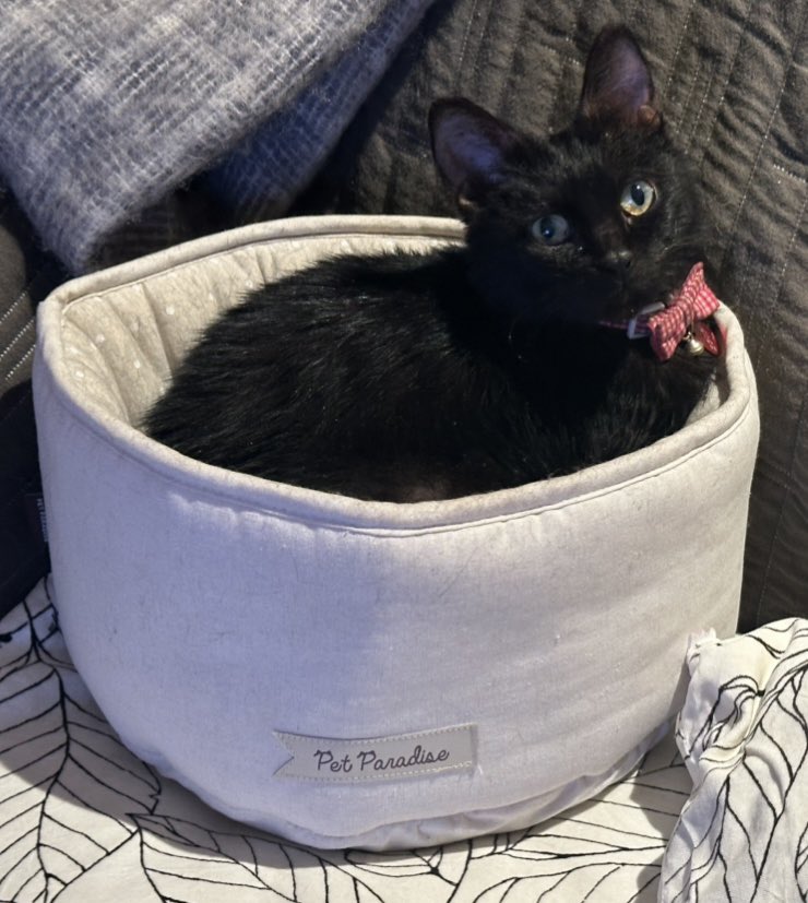 Leonardo Puglisi tweet media