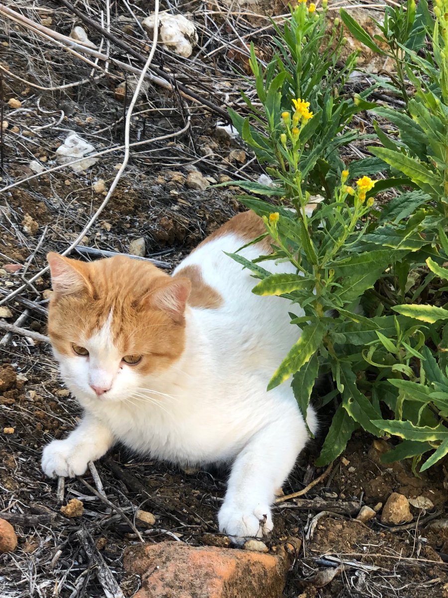 Happy new month and a beautiful new week…🌼☕️🐈🧡🤍💛
May this month bring you all happiness,peace and blessings💛🤍🧡
My photo 📸

#GoodMorningEveryone 🌼 #December1st 💐 #CoffeeTime ☕️ #CatsLover 🐈 #HappyNewMonth 💛 #HappyNewWeek 🤍 #PeaceAndLove 🕊️