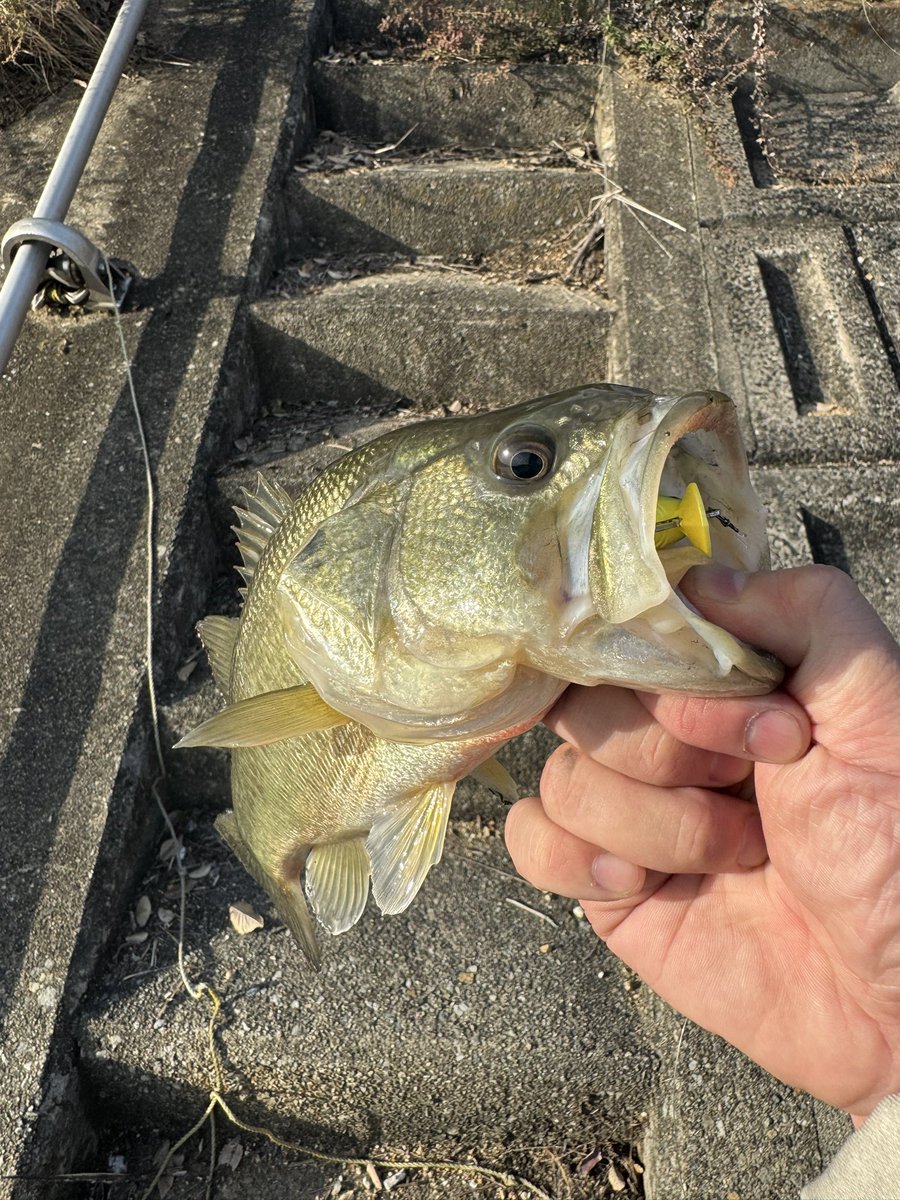 msk♡様−専用ページ qkyobok90's MarmotGORE-TEXマウンテンパーカー M qkyobok90's