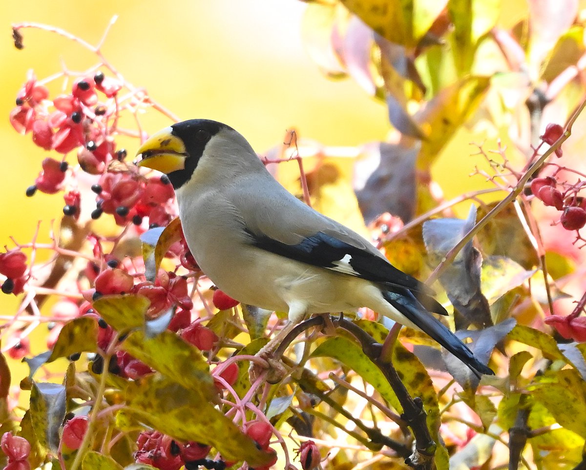 cedar (@HFkyzWaEGt49744) / Posts / X