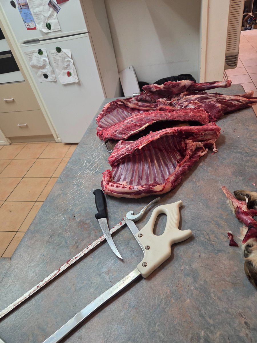 CW: animal carcass 
.
.
.
.
.
.
Happy to have raised a goat from a kid, given him a good life and now using him to feed my family and friends