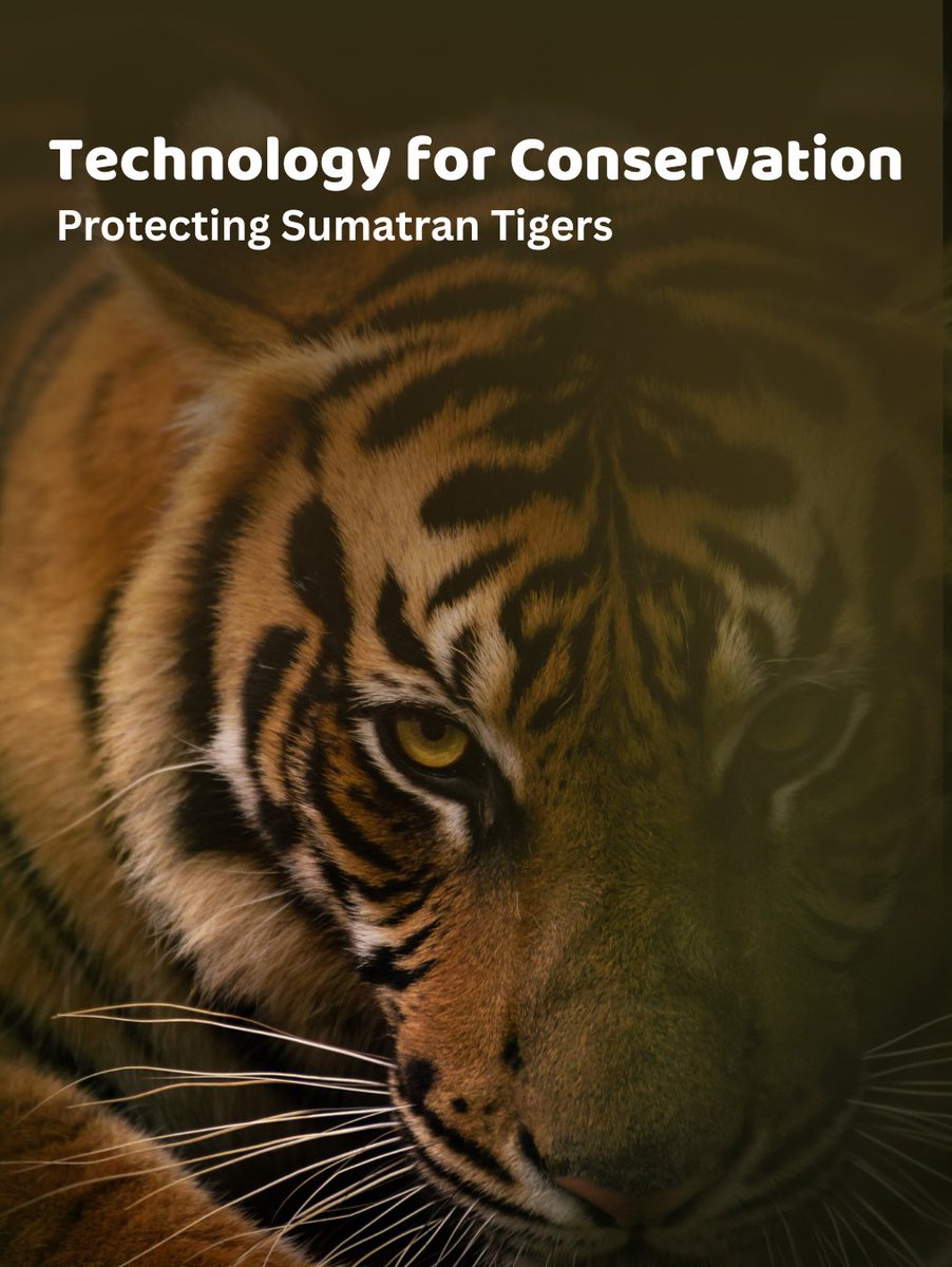 NatureHelm's tweet image. Sumatra is home to the endangered Sumatran Tiger (Panthera tigris sumatrae), which are monitored with GPS-enabled satellite collars. Supporting wildlife technology is supporting the future of biodiversity! #ConservationTech #GPSTracking #WildlifeConservation #NatureHelm