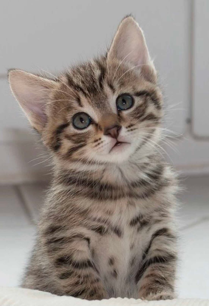 catsnkittys's tweet image. Have you ever seen a cuter face than this?