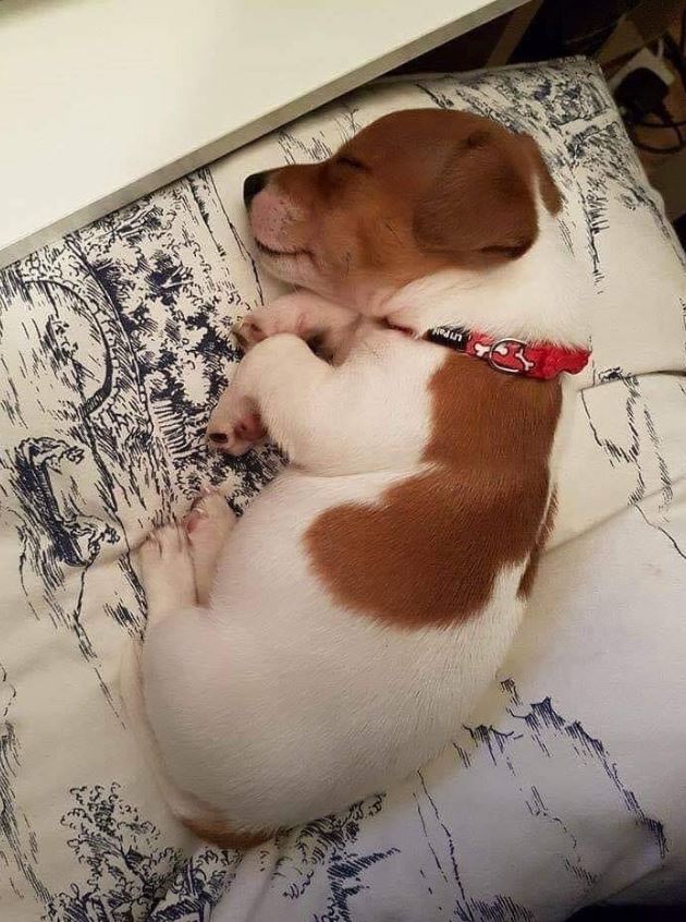 CabalEffieqWe's tweet image. A bike ride in spring blossoms, her hair flowing, beauty shining like flowers blooming around. #SpringVibes 🌸