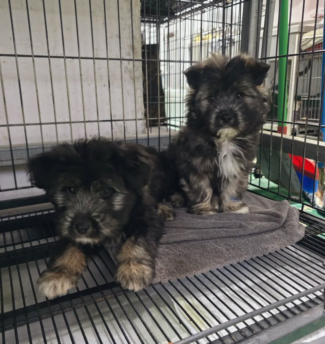 밀양보호소 

공고번호 821 &amp; 823

ㅎ ㅏ 너무 귀엽지요😭
크면서 털색 베이지로 바뀔 거 같은 느낌 ..

세상에 하나분인 믹스테리 아가 둘
부디 살아서 나가길 관심주세요

입양문의
010 2527 3490

오전9시~오후5시까지