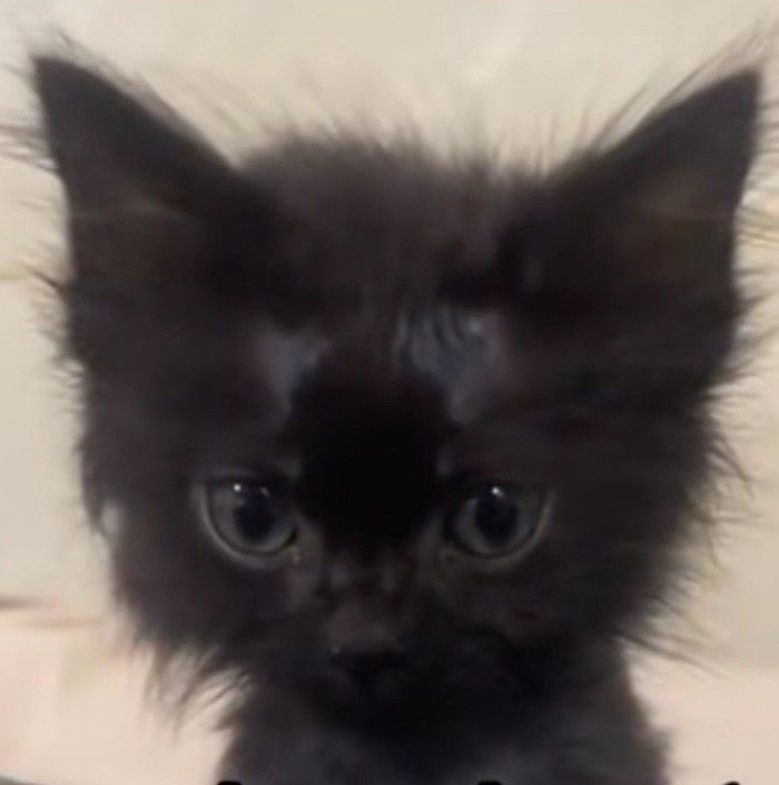 emilyluvyou's tweet image. 