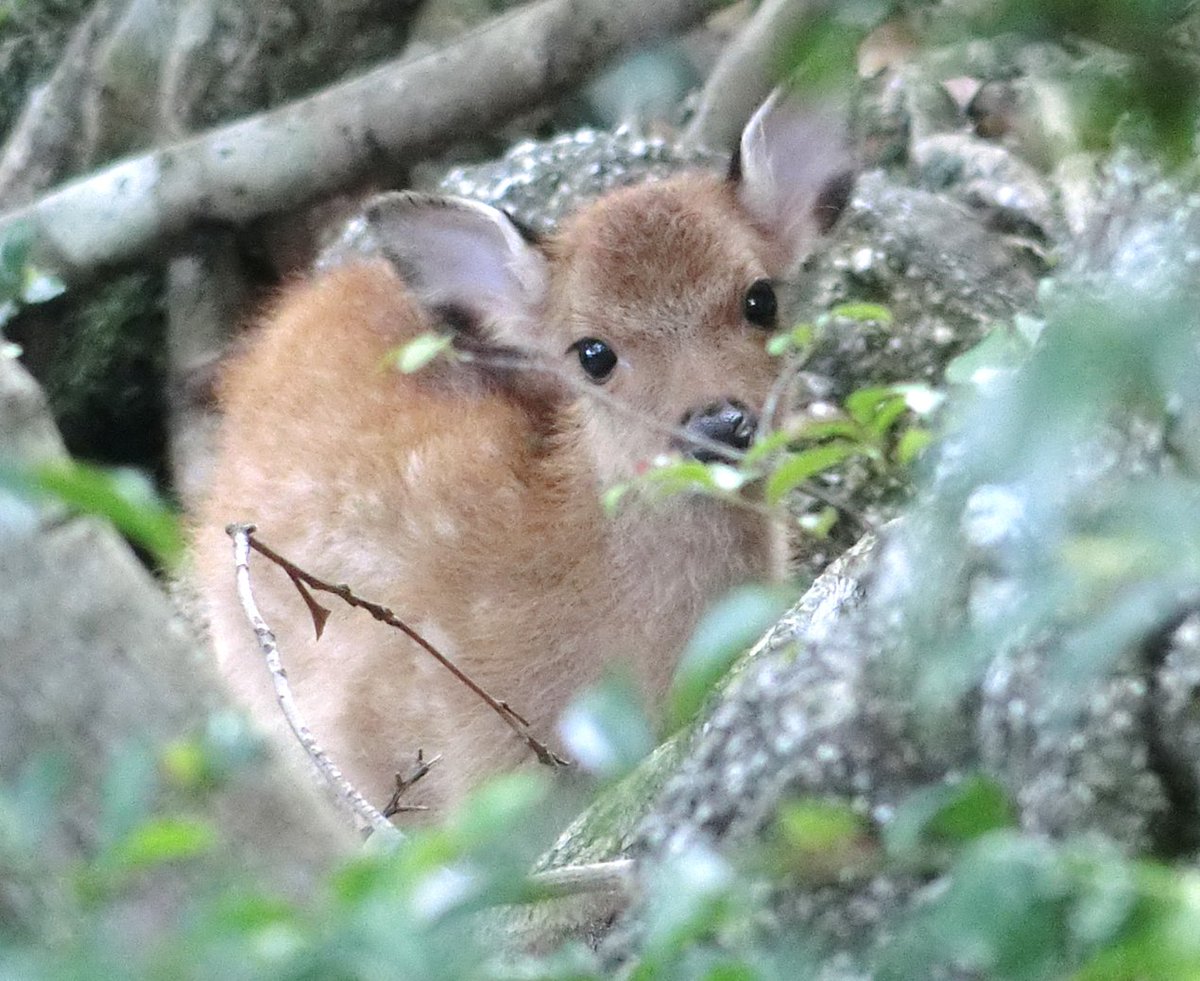 HokkaidoUnivPR's tweet photo. 【研究成果】
ヤクシカの高い遺伝的多様性に数千年前の巨大噴火が影響～火砕流によるボトルネックからの回復が多様性増加をもたらした～（北方生物圏フィールド科学センター　学術研究員　揚妻-柳原芳美）

詳細はこちら
https://t.co/oL7HomYcmn

#北海道大学 #北大 https://t.co/mwjBUpdBap
