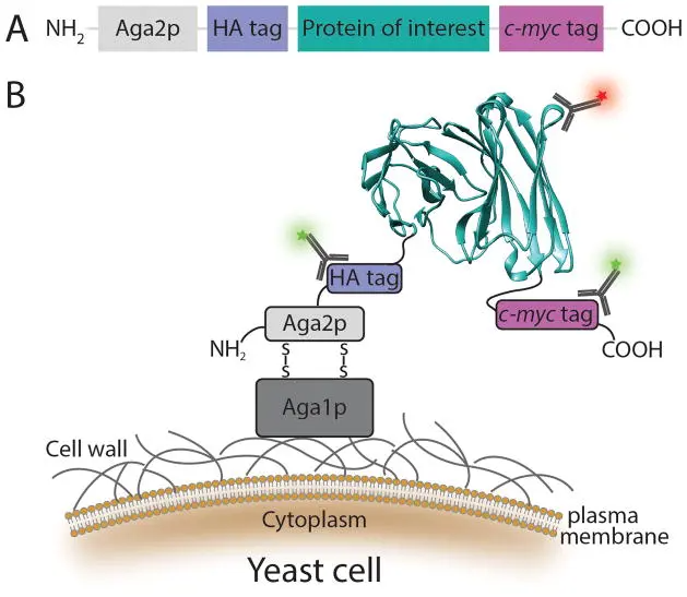 🧬 Alpha Lifetech provides yeast display library screening to discover ...