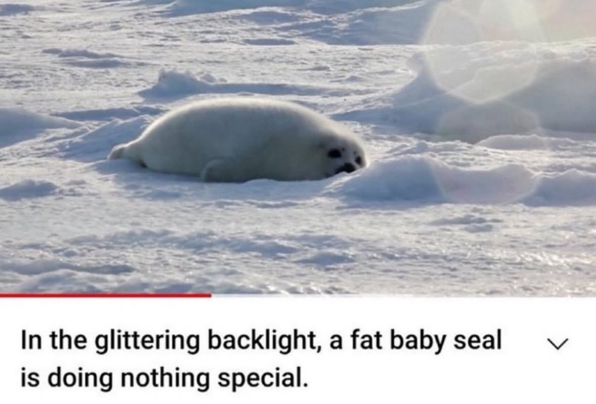 me too fat baby seal
