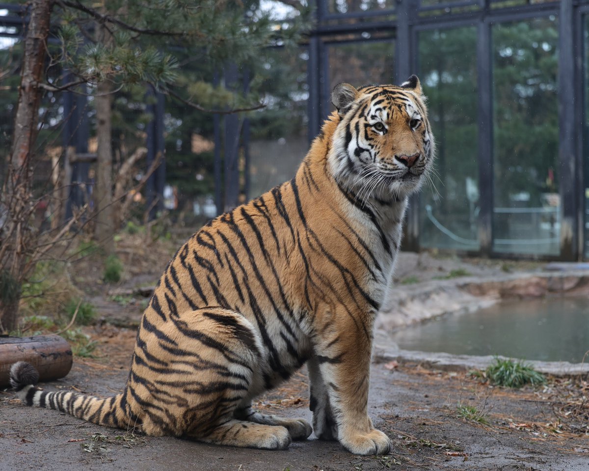 ksk_no_suke's tweet image. トート🐯
📷️2025.12/1
#円山動物園 #アムールトラ
#トート
