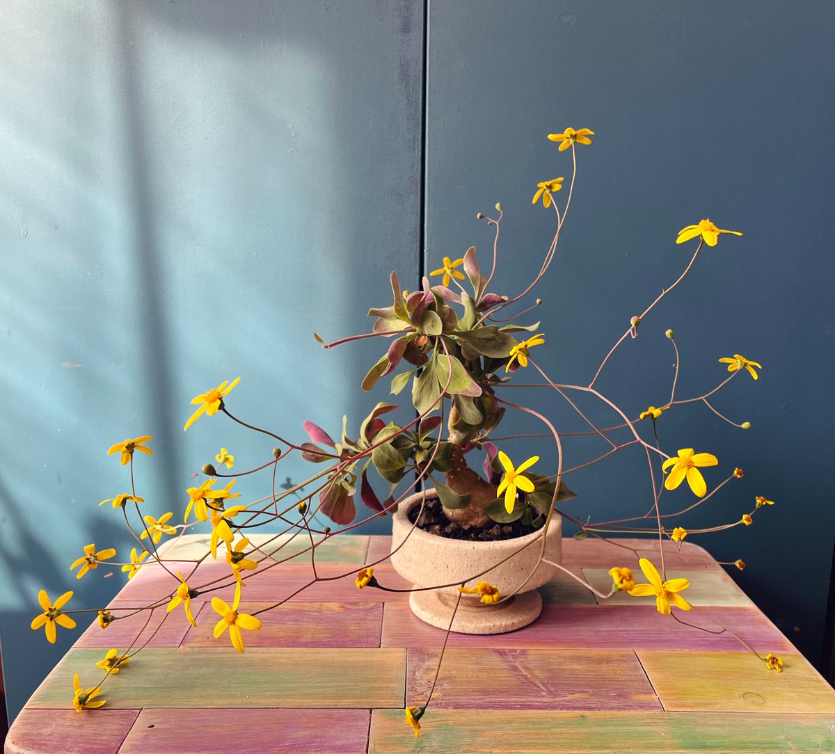 オトンナ・トリプリネルビア 🪴
咲き乱れて絶好調 🌼✨