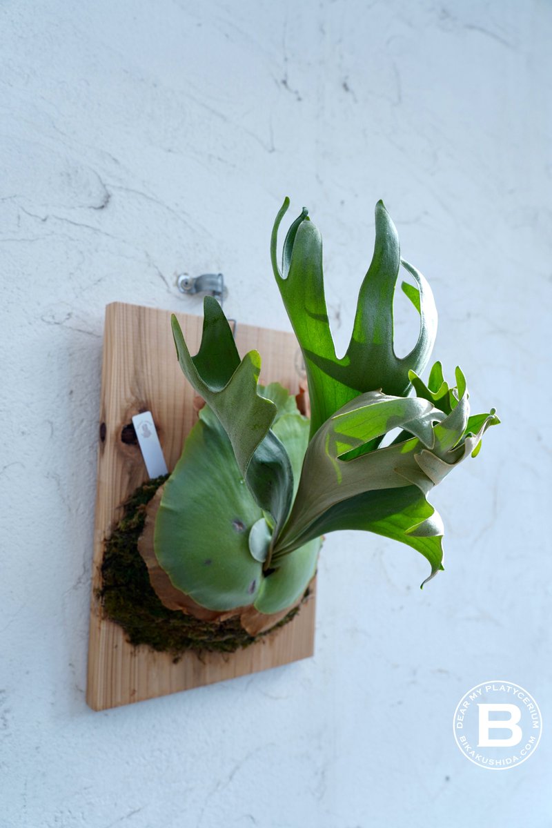 ビカクシダと僕。 (@koharu_bikaku) / Posts / X