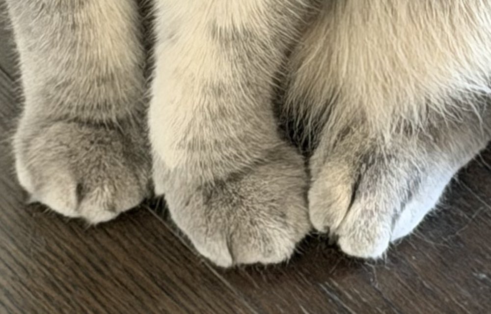 いわし先生 (@IWASHI_0723) / Posts / X