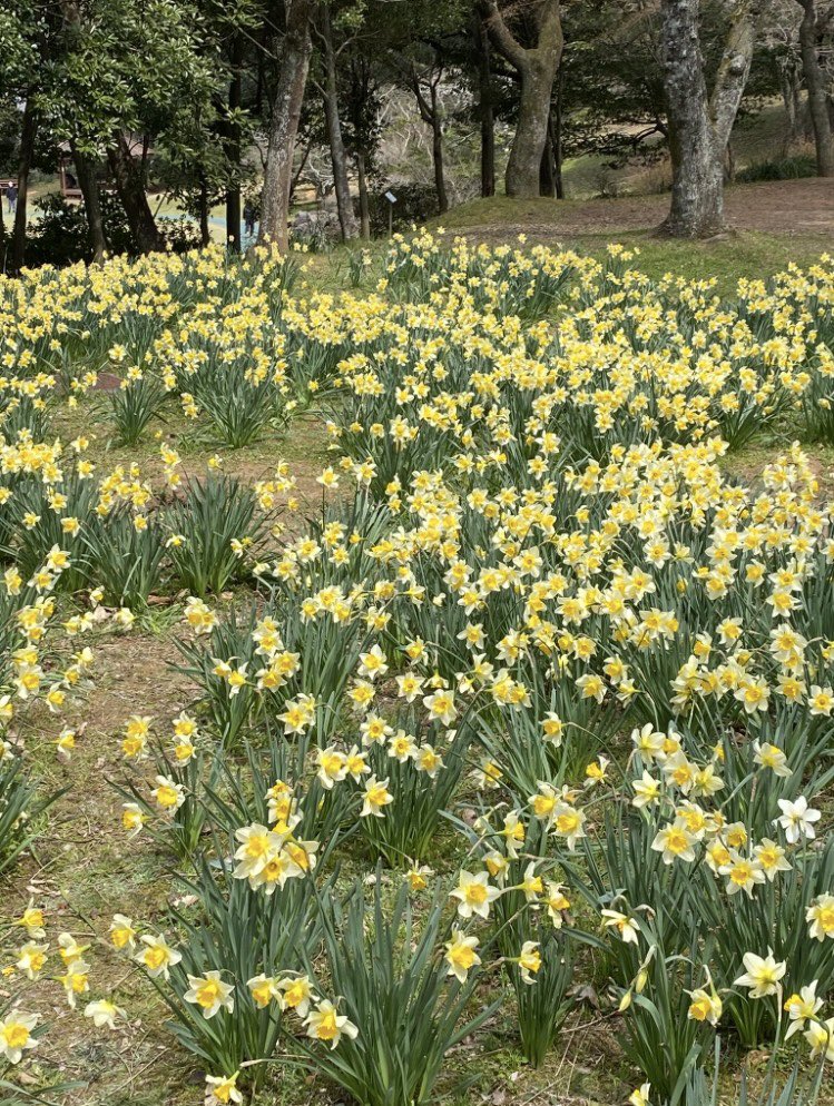 아니 벌써 12월!
게으른소나기 2026년 3, 4월 예약 오픈했습니다. 
지난 3,4월 사진을 열어보니 꽃과 새 초록 잔치였네요. 그리고 저는 4/18일 첫 입수. 
벌써 봄이 기다리는 느낌💚