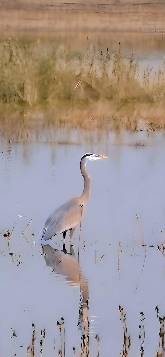 Bo McBrayer 👑 of 🌶 tweet media