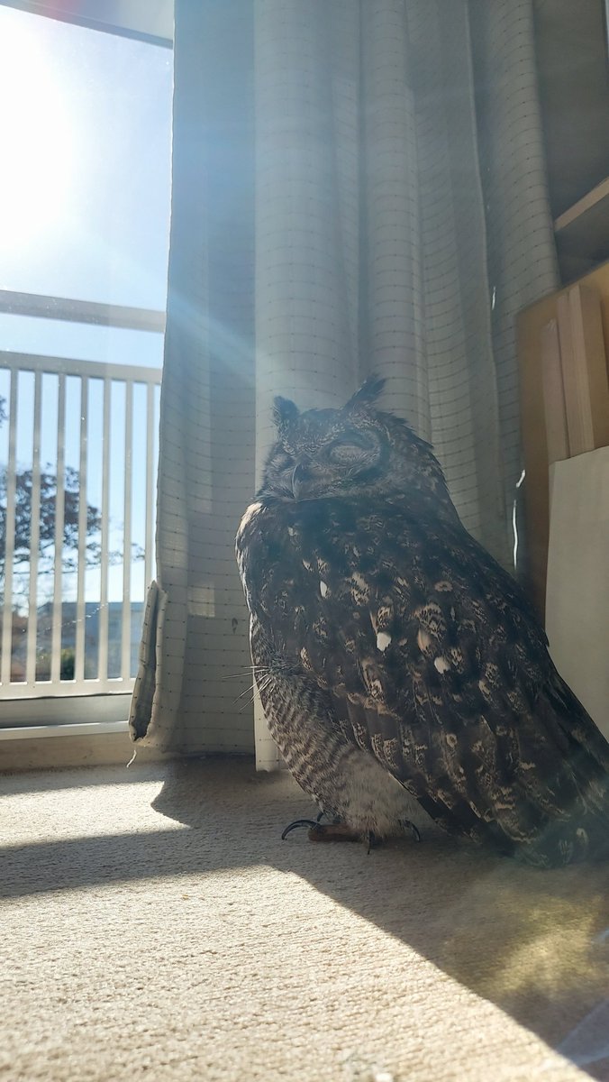 goropiriri's tweet photo. 日陰になっているのに外も見渡せる良いポジションを見つけたね、と思ったら寝てるんかい。 https://t.co/2NQwp2Rr9V