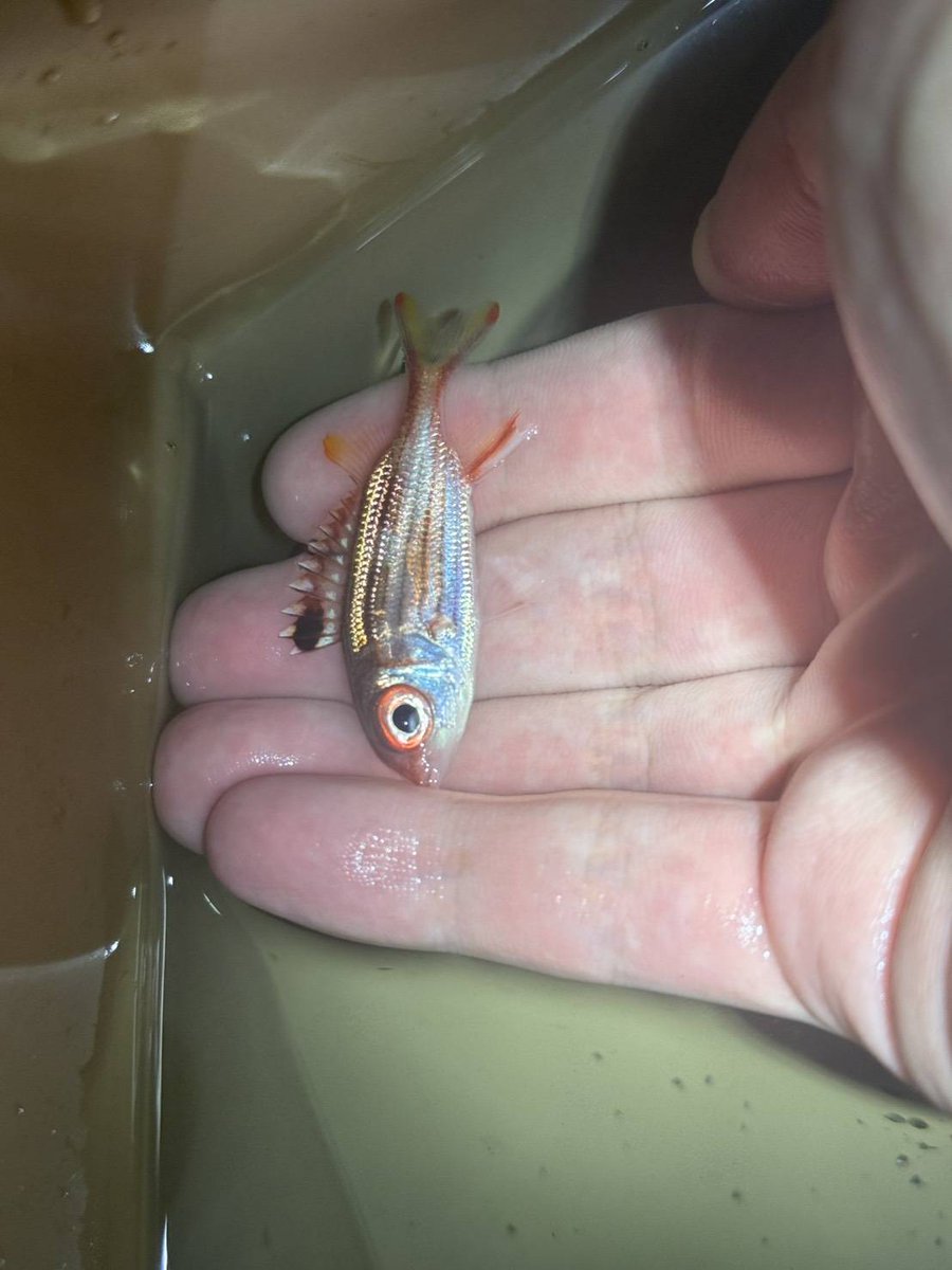 へんおじ へんな魚おじさんのひとり言 - YouTube