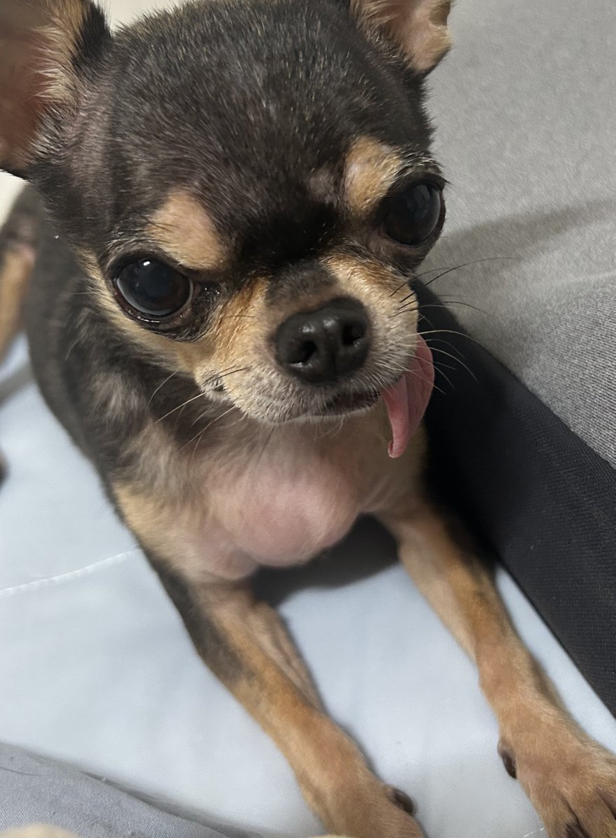 SpinBingBing's tweet image. 치와와 가슴살에 대해 잘 아시는 분...

반려 치와와와 동거 중인데요...
어느날부터 가슴에 하트가 생겼습니다...

치와와 가슴살은.  왜 생기는 건가요..
아주.  말랑하고 실헙니다,,,