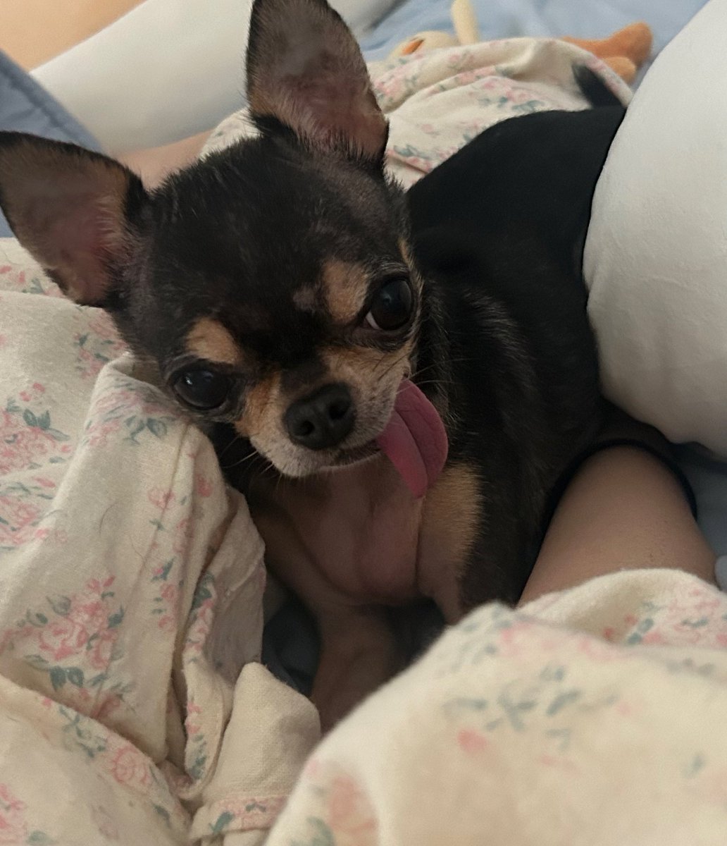 SpinBingBing's tweet image. 치와와 가슴살에 대해 잘 아시는 분...

반려 치와와와 동거 중인데요...
어느날부터 가슴에 하트가 생겼습니다...

치와와 가슴살은.  왜 생기는 건가요..
아주.  말랑하고 실헙니다,,,