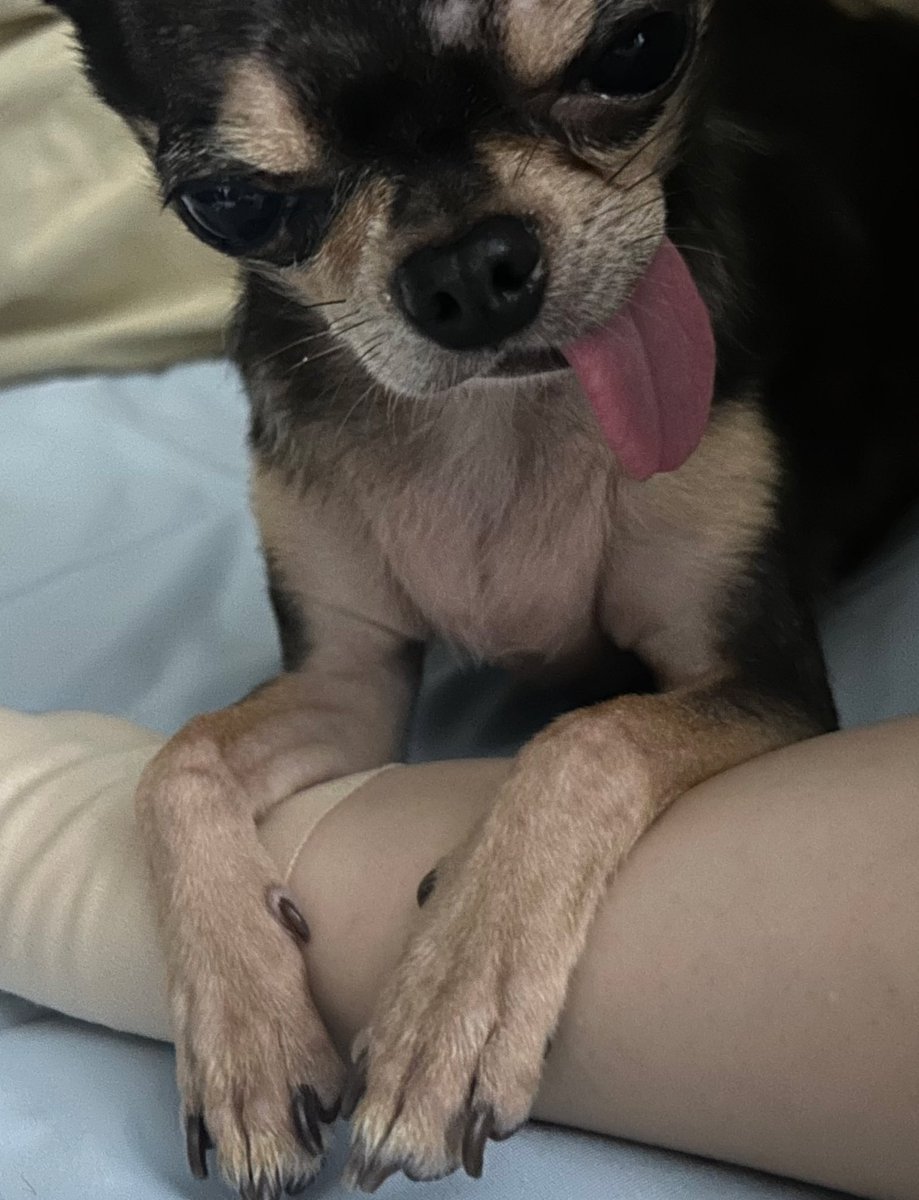 SpinBingBing's tweet image. 치와와 가슴살에 대해 잘 아시는 분...

반려 치와와와 동거 중인데요...
어느날부터 가슴에 하트가 생겼습니다...

치와와 가슴살은.  왜 생기는 건가요..
아주.  말랑하고 실헙니다,,,