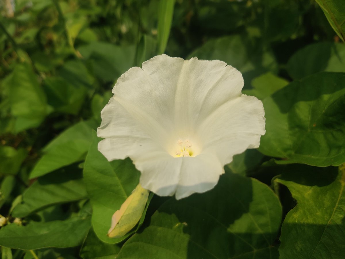 Brighter than you (sun),
Taken in Andhra Pradesh, India