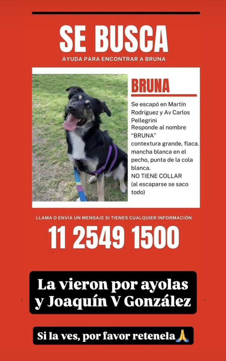 marugividal's tweet photo. Buscamos a BRUNA!!
Zona Quilmes Oeste (BsAs).
Se perdio el dia sabado 29/11. La vieron anoche y hoy por las calles Ayolas y J. V. Gonzalez. 
Esta muy asustada, por favor si la ven, llamen a ese número!! 
#perrosperdidosquilmes #quilmes https://t.co/997VHqt0Ys