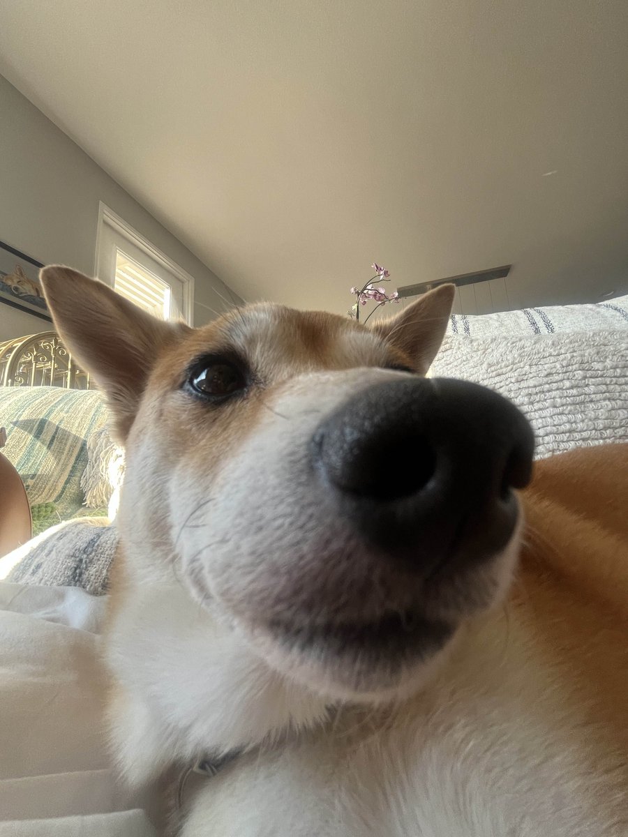 <a href="/Valkyrae/">RAE</a> hello Valky I'm momo aka momorikaa! <3

I'm a SoCal-based "valriety" streamer, basically meaning I play A LOT of Valorant but also play a variety of games :3 I just started irl streaming as well, and have been hosting and casting my own Valorant tournaments for the last 3 years!