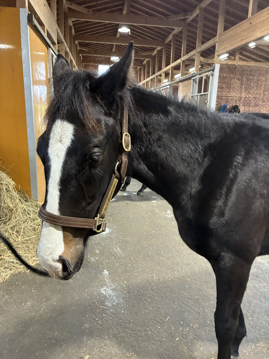 イクイノックス