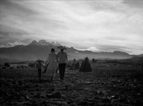 Tigrillo tweet media