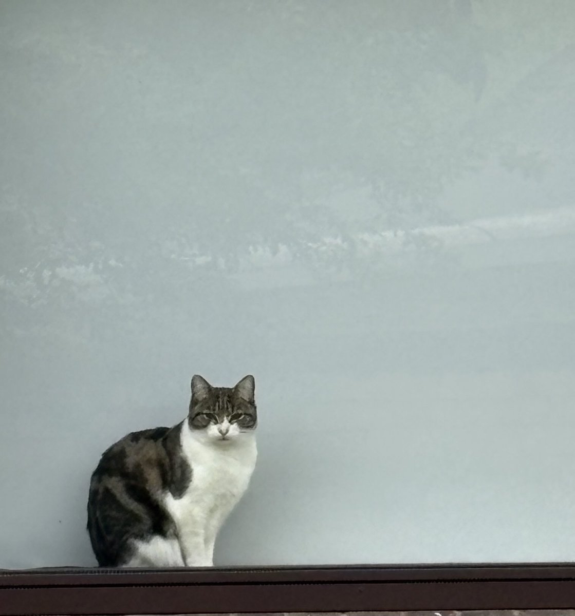 readyred68's tweet image. #AlphabetChallenge
#WeekWforWindows