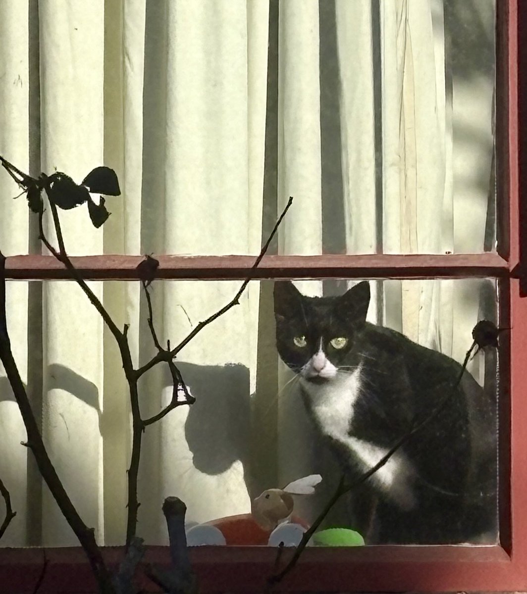 readyred68's tweet image. #AlphabetChallenge
#WeekWforWindows