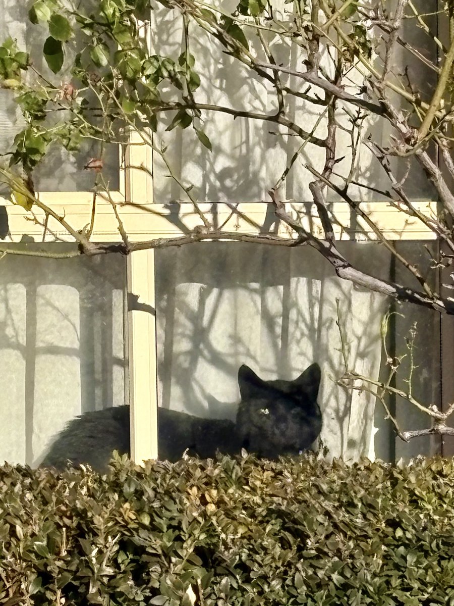 readyred68's tweet image. #AlphabetChallenge
#WeekWforWindows