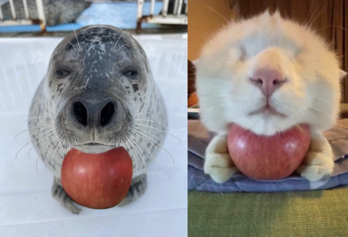 i cant find the difference between these two images.,.,.,.,