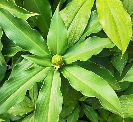 GaonPrahari's tweet image. क्या Insulin Plant सच में sugar control में मदद कर सकता है? आइए विज्ञान के आधार पर समझते हैं। 

Insulin Plant (Costus igneus) एक medicinal पौधा है जिसकी पत्तियों में पाए जाने वाले प्राकृतिक तत्वों पर कई वैज्ञानिक अध्ययन किए गए हैं। 

आधुनिक Pharmacognosy के अनुसार, इस पौधे की…