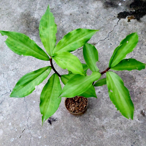 GaonPrahari's tweet image. क्या Insulin Plant सच में sugar control में मदद कर सकता है? आइए विज्ञान के आधार पर समझते हैं। 

Insulin Plant (Costus igneus) एक medicinal पौधा है जिसकी पत्तियों में पाए जाने वाले प्राकृतिक तत्वों पर कई वैज्ञानिक अध्ययन किए गए हैं। 

आधुनिक Pharmacognosy के अनुसार, इस पौधे की…