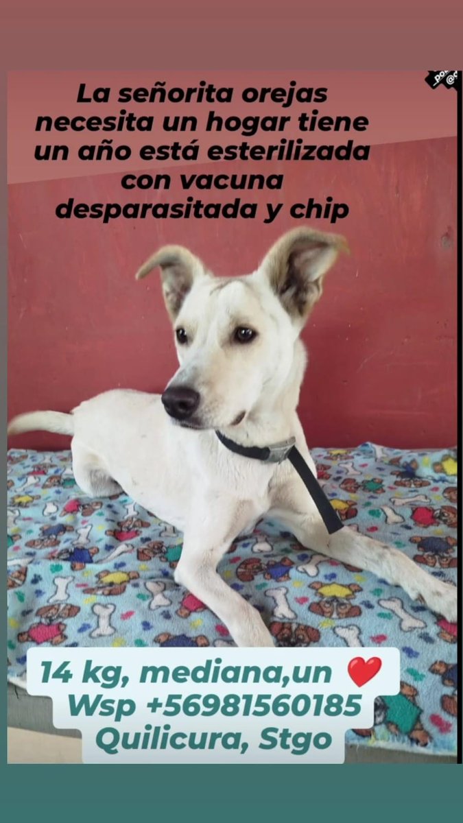 Ximena A.G tweet media