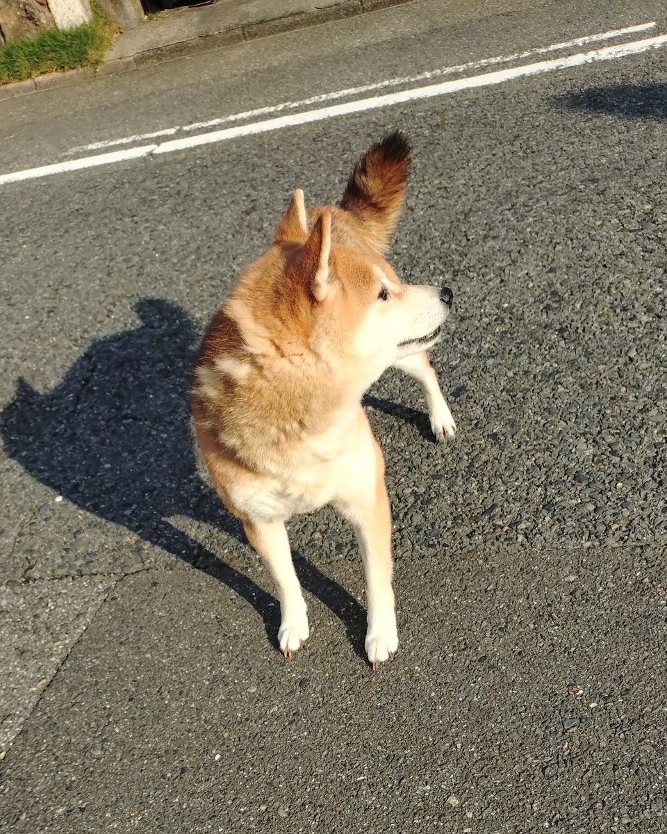 ねねここ🍒 (@cats_dogs_cats) on X