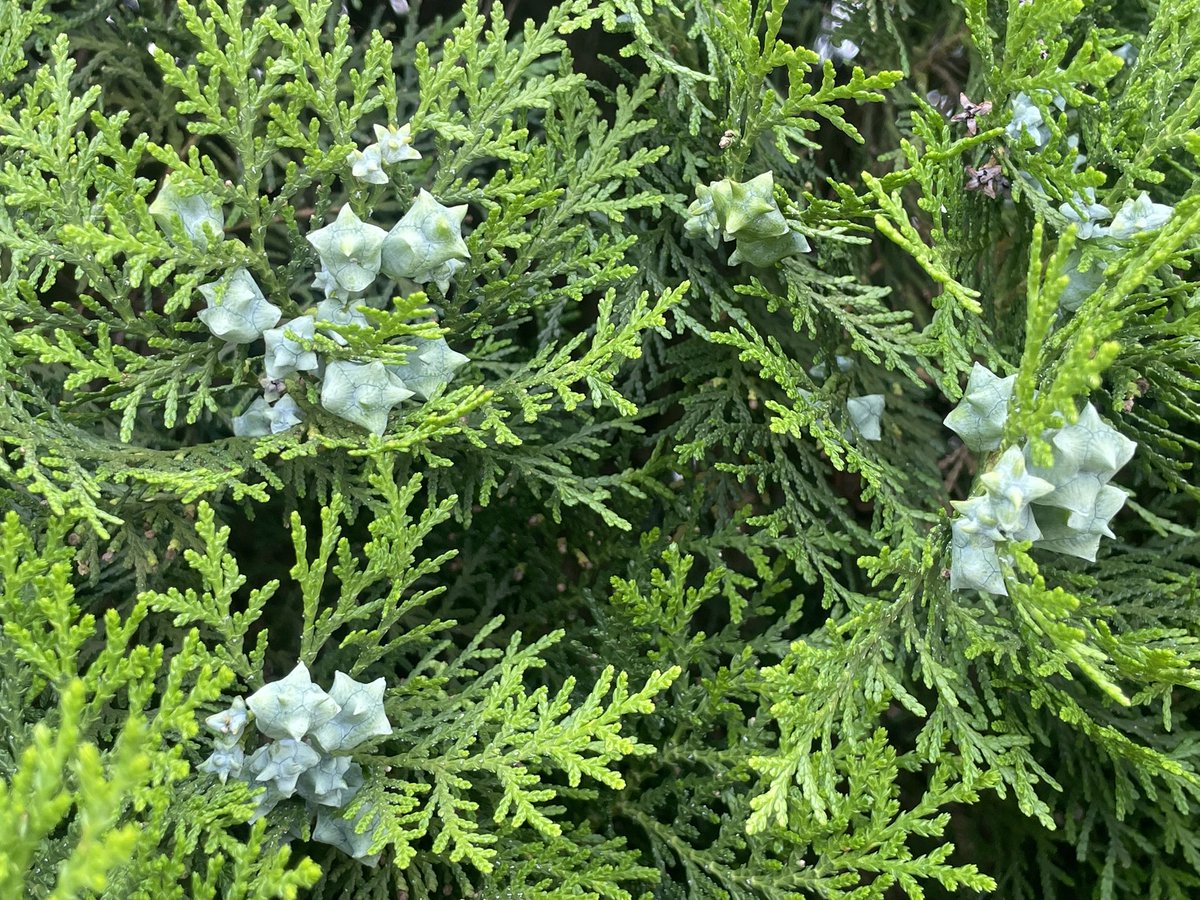 QuemPlanta's tweet photo. A tuia-da-china (Platycladus orientalis), também chamada de cipreste-oriental, é uma conífera muito antiga, nativa da China e do Japão. Seus cones têm esse formato curioso, quase estrelado. 🧶 https://t.co/GP8FEv7aCG