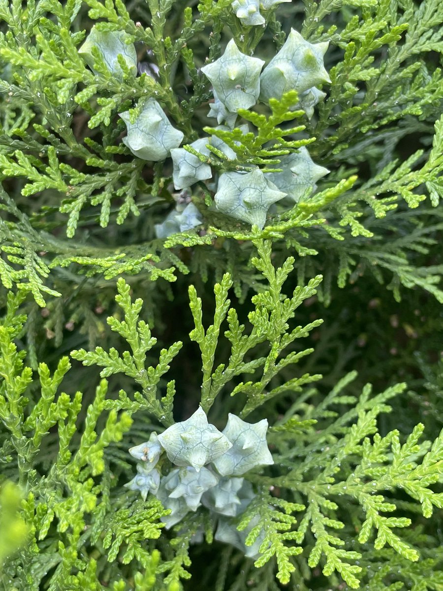 QuemPlanta's tweet photo. A tuia-da-china (Platycladus orientalis), também chamada de cipreste-oriental, é uma conífera muito antiga, nativa da China e do Japão. Seus cones têm esse formato curioso, quase estrelado. 🧶 https://t.co/GP8FEv7aCG