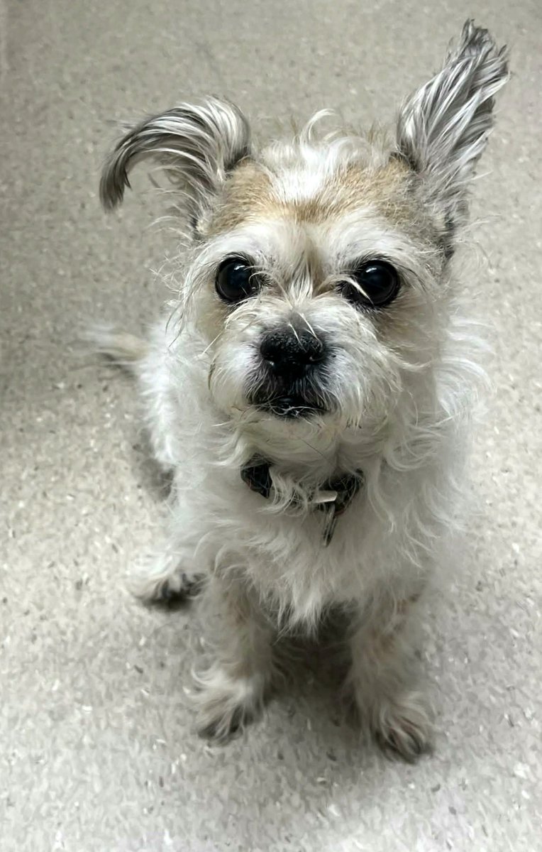 Lisa Marie tweet media