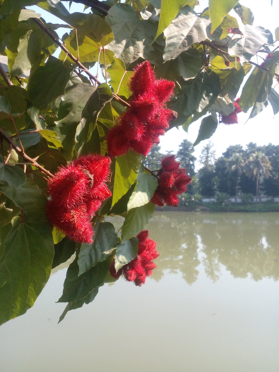 saima4777's tweet photo. Good morning https://t.co/9BYjV10OjE