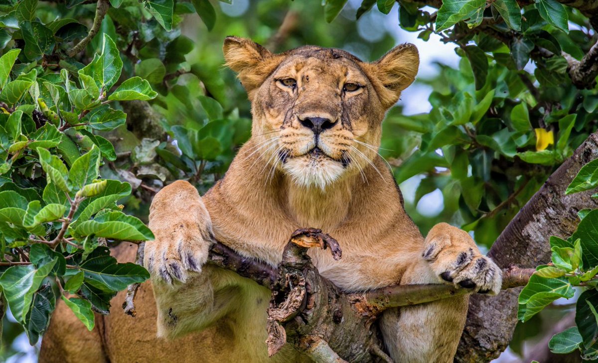 DagizTravel's tweet photo. The African Lion – King of Uganda’s Savannah

📍 Where to spot them:
 Queen Elizabeth (Tree-climbing lions )
 Murchison Falls
 Kidepo Valley
One of the world’s only places where lions climb trees!
Experience it with #DagizTravel 🐾
#Big5Uganda #AfricanLion #VisitUganda https://t.co/37ibcKVvyw