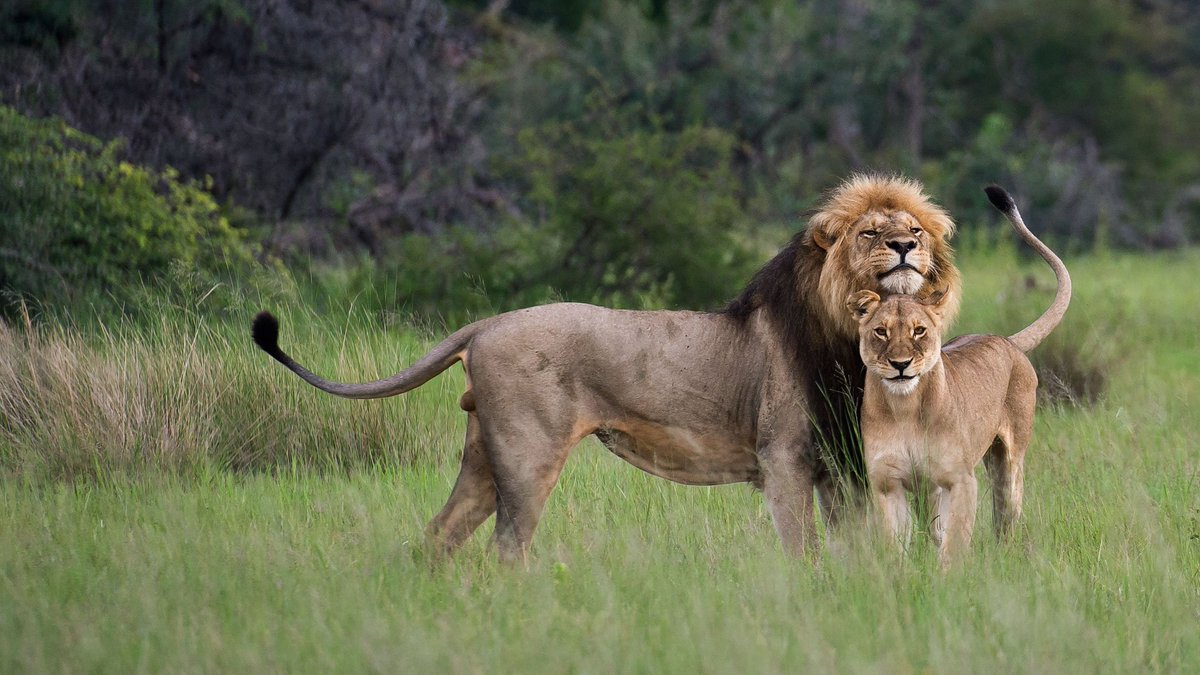 DagizTravel's tweet photo. The African Lion – King of Uganda’s Savannah

📍 Where to spot them:
 Queen Elizabeth (Tree-climbing lions )
 Murchison Falls
 Kidepo Valley
One of the world’s only places where lions climb trees!
Experience it with #DagizTravel 🐾
#Big5Uganda #AfricanLion #VisitUganda https://t.co/37ibcKVvyw
