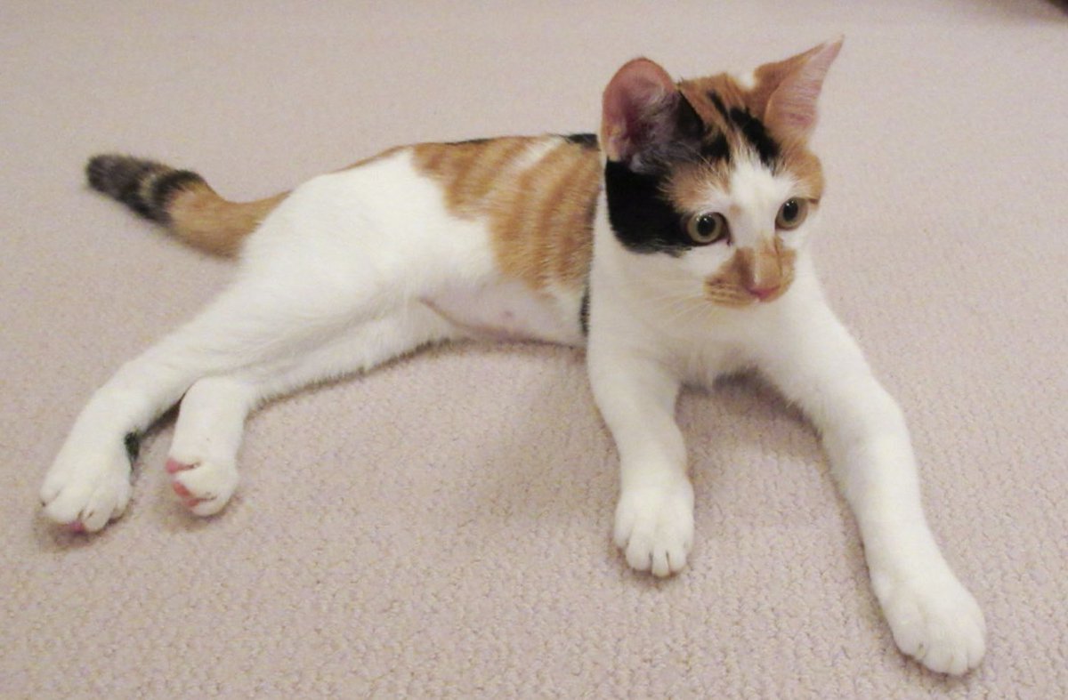 The IHA has also published photographs of the newest member of the Imperial Family! 🐈

“In August, her family adopted a four-and-a-half-month-old rescue kitten – a female calico that she named “Mimi.” For the Princess, spending time with the family’s cats, turtles, &amp; other pets