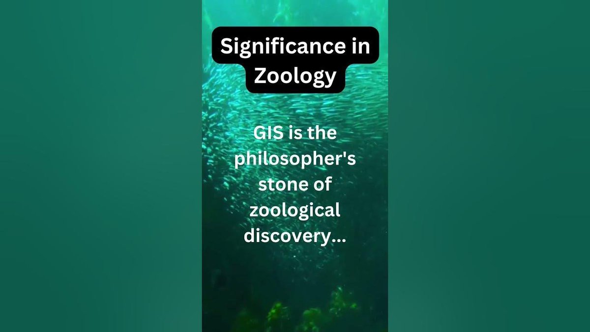 RiteKitAPI's tweet image. Video : Unveiling Zoological Gold- #ZoologicalDiscovery #GISAdvancements #DataEnrichment #youtubeshorts 📹 - rite.link/KofZ 👈🏼 the ad on the link and get the #CompanyLogoAPI that does what  #chatGPT4 and #AItools can&apos;t do. #nocode #lowcode
