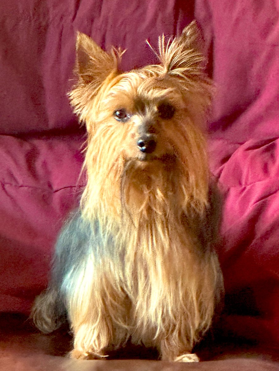 SirRockCosmo's tweet photo. G.G. just being glam! https://t.co/q518Q42gRr