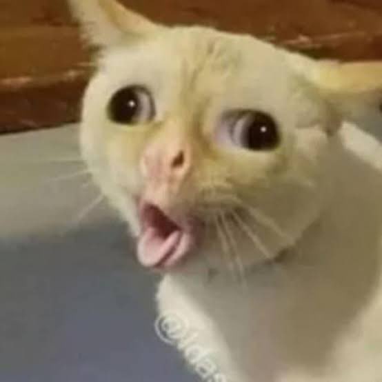 rafaelaamanciio's tweet photo. eu derretendo de rir e a rayane assim olhando pro copo com uma micro baratinha https://t.co/Rdp3WRH2Uf