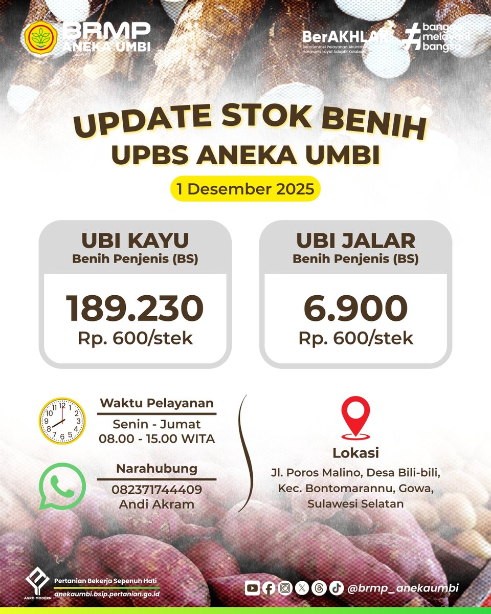 brmp_anekaumbi's tweet photo. BRMP Aneka Umbi menyediakan stok benih (setek) varietas unggul ubi kayu dan ubi jalar  Jenis benih tersedia:  • Ubi Kayu (Malang 4, UK 1 Agritan, UJ 5, Adira 1, Adira 4, Vati 1, Darul Hidayah, Vamas 1)  • Ubi Jalar (Sawentar, Pating 1, Pating 2, Antin 3) https://t.co/FqbCUoghRa