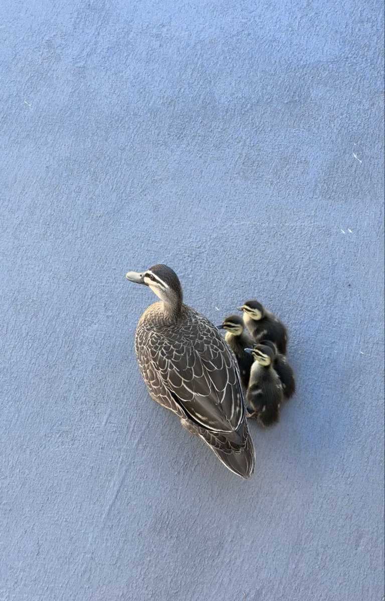 Mother Nature. 
Mothers nurture.